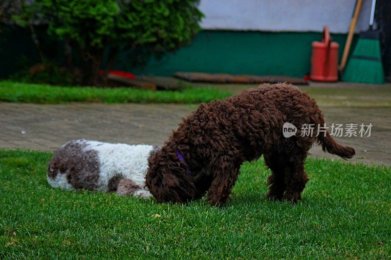 动物家庭两只母狗Lagotto Romagnolo